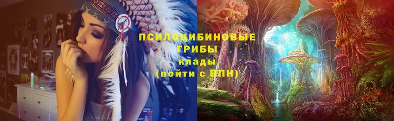 Псилоцибиновые грибы Cubensis  Кувшиново 